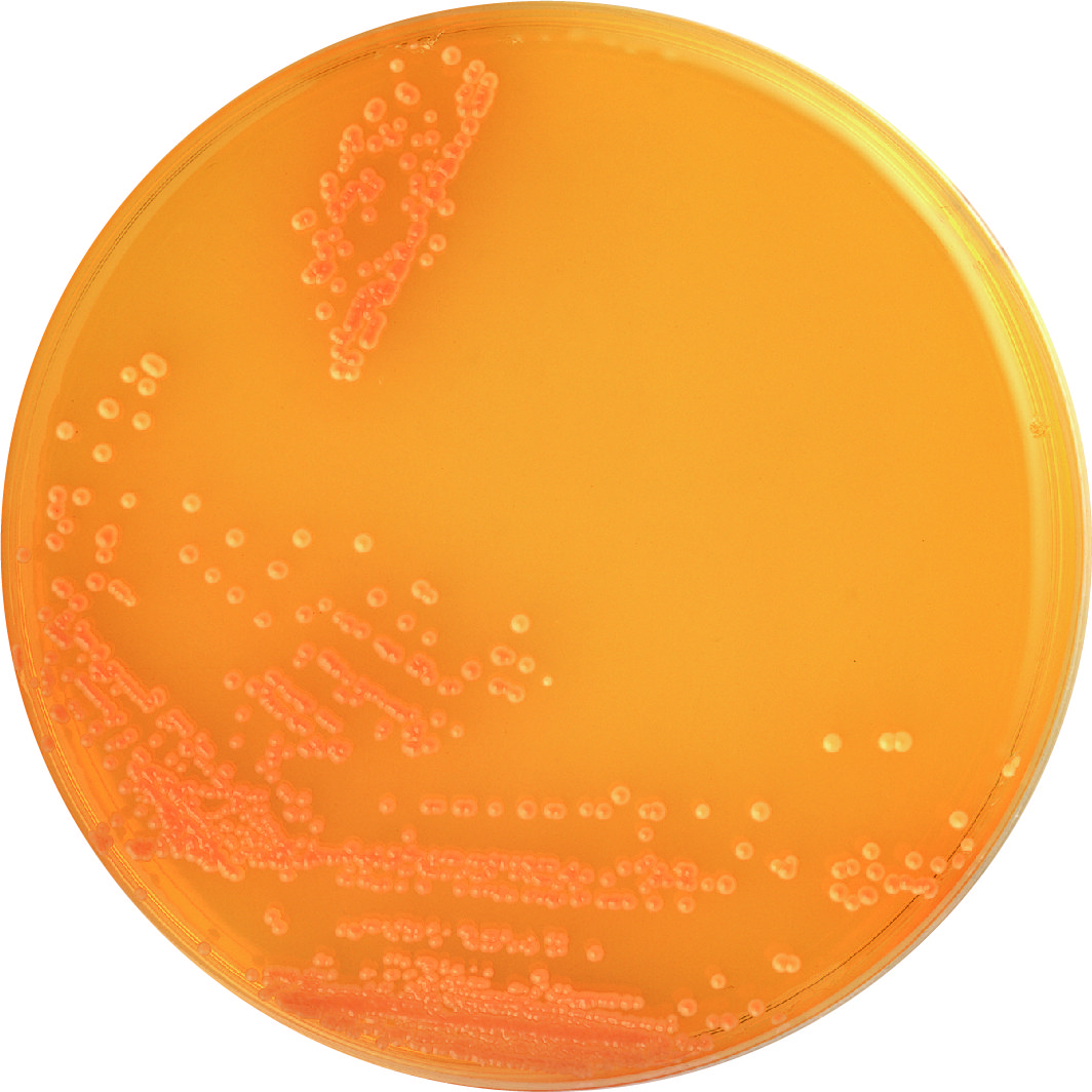 Candida GE Agar